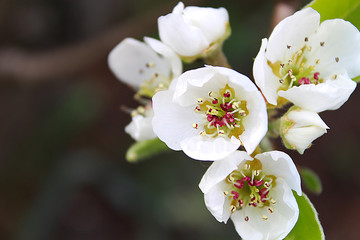 White flower blossom of fruit pear apple tree 
