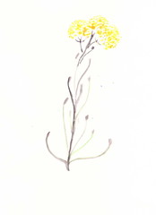Drawing with watercolors: plant with gray, silvery stem and leaves, and yellow flowers.