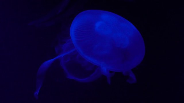 Medusa Jellyfish slowly floating and swimming in the water with a black background and a black light illuminating it