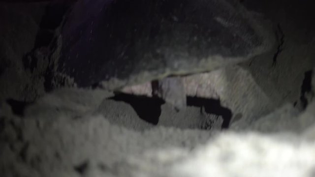 Olive Ridley sea turtle closing its nest after laying many eggs in the hole at night time