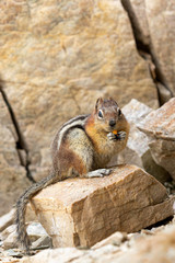 Adorable Chipmunk standing on a rock and eating dried mango