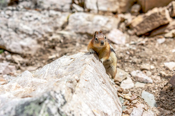 Chipmunk sitting on a rock, making eye contact in a rocky environment