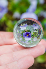 Flowers pansies reflected in a glass ball in the summer