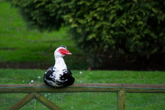 Bird 268