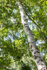 Fototapeta premium Birch grove on a sunny summer day, the mountains near Almaty