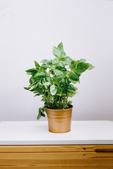 Fresh aromatic culinary herbs. Bunch of basil on a white background