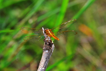 a dragonfly perced on a flower to rest its wings