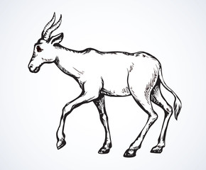 Fototapeta na wymiar Antelope. Vector illustration