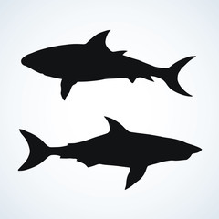 Shark. Vector drawing