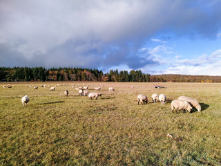 sheeps are grazing at the eadow under dark clouds in Hesse
