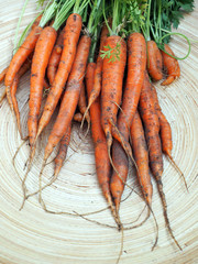 Freshly harvested carrots