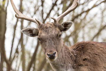 Portrait of Fallow Deer in the forest, close up