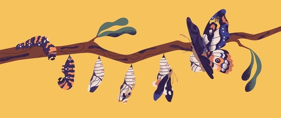 Butterfly development stages - caterpillar larva, pupa, imago. Life cycle, metamorphosis or transformation process of beautiful flying winged insect on tree branch. Flat cartoon vector illustration.