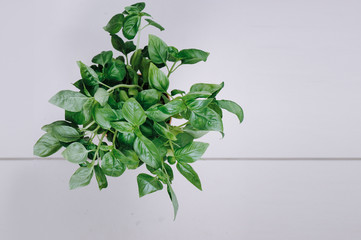 Fresh aromatic culinary herbs. Bunch of basil on a white background. Top view