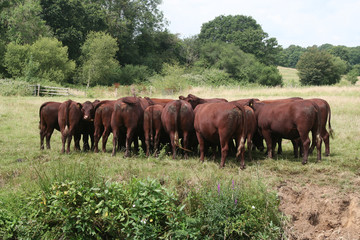 Naklejka na ściany i meble Herd of Brown Cows