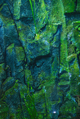 texture of wild stone with moss and vegetation, abstract texture of natural solid minerals