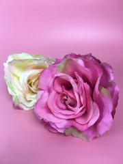 Fototapeta premium pink rose on white background