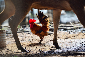 short-legged Bantam chicken