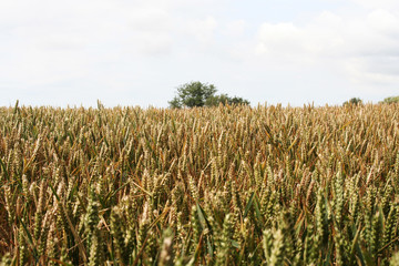 Sussex Wheat Field, England