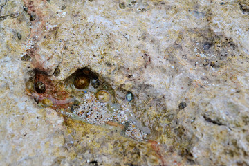 coral holes that are abrased by sea water