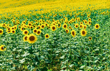 Beautiful sunflowers fields, summer day