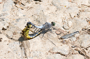 2 Dragonflies 