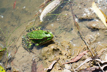 Frog