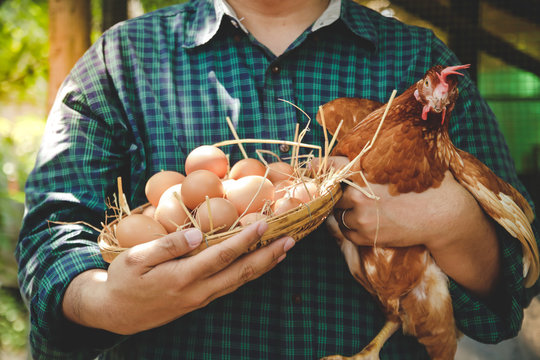 Farmers do chemical-free farming by holding an egg basket and the hens he raised.