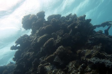 Naklejka na ściany i meble Great Barrier Reef Bommie