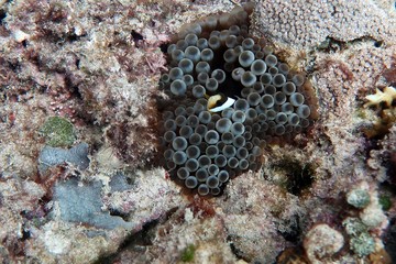 Fototapeta premium Barrier Reef Anemonefish, Clownfish (amphiprion akindynos)