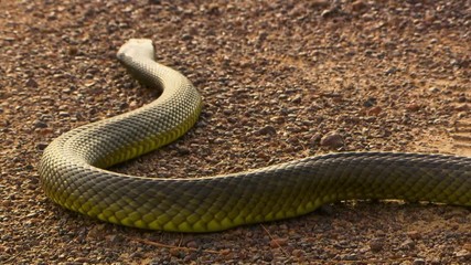 High angle view of a brown and yellow inland taipan snake slithering away across sandy ground