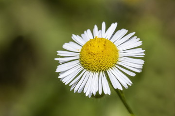 Obraz premium daisy in grass