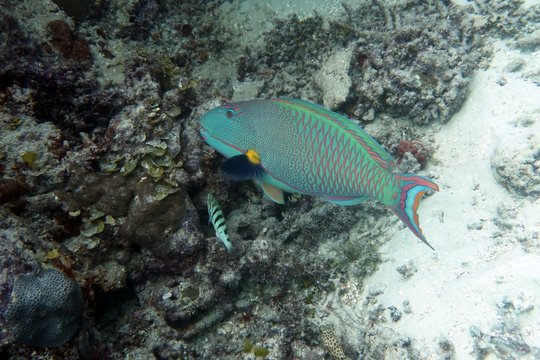 Swarthy Parrotfish (Scarus niger Forsskål)