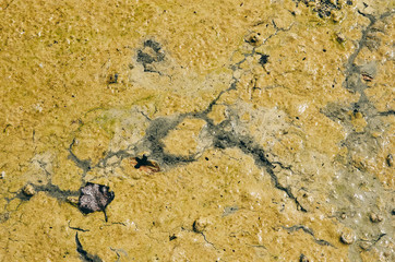 Green algal bloom in water. Surface cracks from fluid flow. Sludge. No person