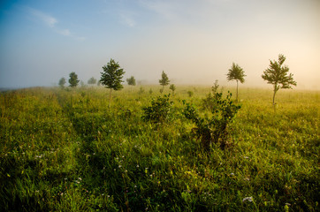 early morning. forest hiding in the fog. forest path.