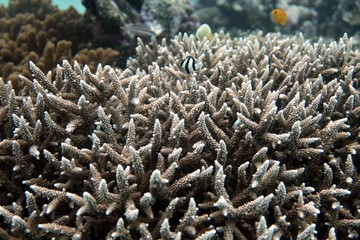 Naklejka na ściany i meble Hard Coral with tiny Fish