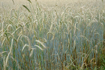 Getreidefeld - Gerste vor der Ernte