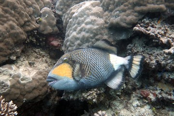 Titan Triggerfish (Balistoides viridescens)