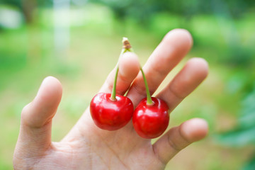 double cherries in hand
