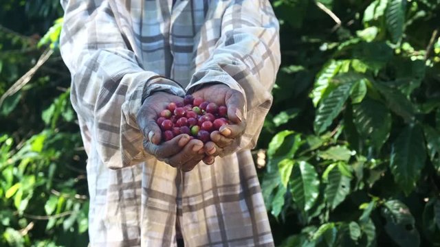 Woman American African farmer showing picked red coffee beans in his hands. Woman coffee farmer is harvesting coffee in the farm, arabica coffee.