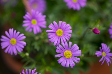 Fototapeta premium Lovely Purple Flower Close Up