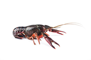 Crayfish,Crawfish isolated on white background