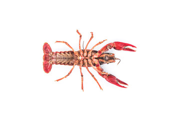 Crayfish,Crawfish isolated on white background