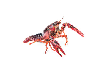 Crayfish,Crawfish isolated on white background