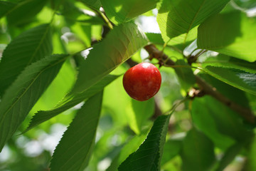 a red cherry on a tree at an orchard in Japan