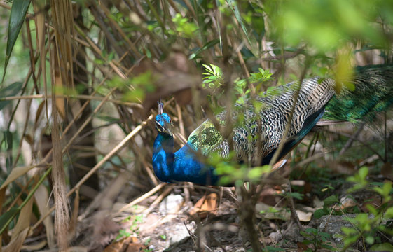 peafowl while displaying Colorful Plumage for a female during mating season