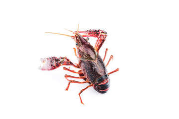 Crayfish,Crawfish isolated on white background