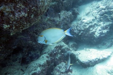 Pale Surgeonfish (acanthurus mata)