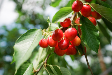 red cherries on tree at an orchard in Japan