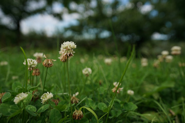 white clover in grass of a park, in summer